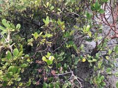 -北海金海湾红树林生态旅游区