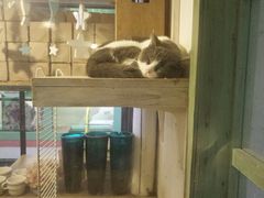 -猫咪博物馆(顶澳仔猫街店)