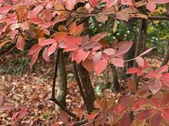 -三千院