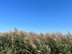 -红海滩国家风景廊道