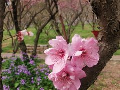 -无锡梅园公园