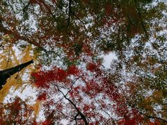 -秋霞圃