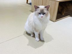 -藏猫猫咖啡主题馆(中央大道店)