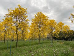 -天适樱花悠乐园