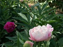 -石家庄市植物园