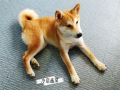 -柴源莊·柴小宠柴犬咖啡