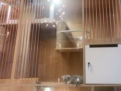 -老吴的猫·猫舍(新区店)