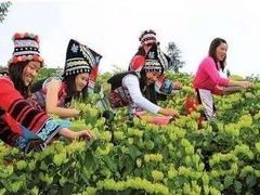 -菊园百果园