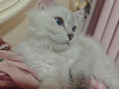 -纳吉亚猫专科动物医院博雅分院