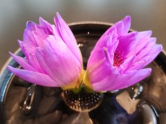 -乾园.魏庐湖景餐厅(花港店)