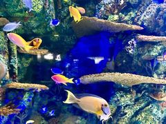 -上海海洋水族馆