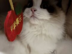 -欣宠猫屋·矮脚拿破仑·蓝金金渐层