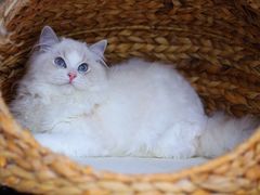 -Bastet sally猫舍购宠(静安店)