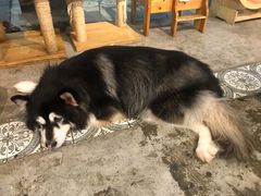 -more than meow吴止猫主题餐厅(承德 中船汇店)