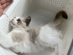 -宠颐生宠物医院·犬猫全科·皮肤科(商业街店)