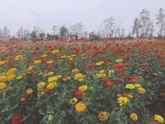 -荷兰花海