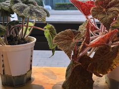 -1861意大利餐厅(文化广场店)