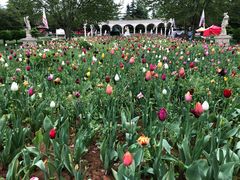 -洛阳郁金香牡丹园