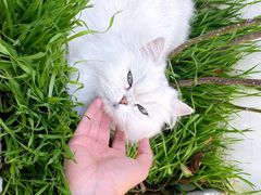 -喵屿·大理花园猫咖