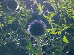 -白草畔自然风景区