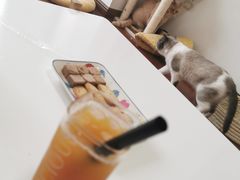 -团子家猫咪猫咖馆·柯基·柯尔鸭