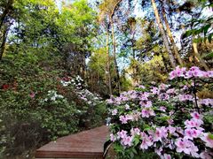 -铁山坪森林公园