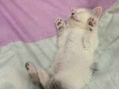 -心仪动物医院·牙专科·肿瘤·心脏科(西客站院)