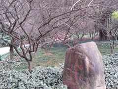 -金鸡山公园