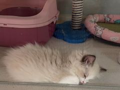 -糯米喵星人总部直营旗舰店·猫舍·幼猫出售