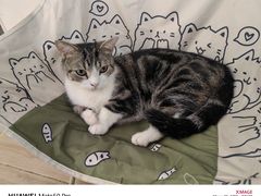 -李小姐の猫咖啡馆(五角场店)