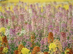 -中国天府农业博览园