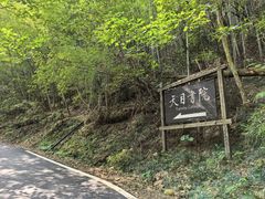 -天目山大树王景区