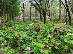 -洛阳市隋唐城遗址植物园