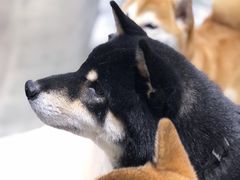 -柴务处·柴犬主题狗咖