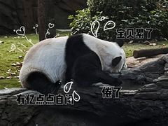 -成都动物园