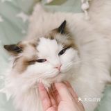 超治愈的撸猫胜地 一起来rua一rua