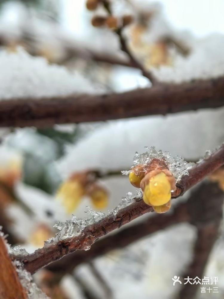 春已来,冬未走雪花仍旧飘落在枝头