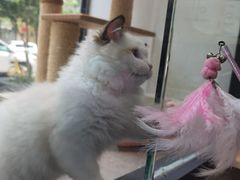 -帕帕拉兹宠物(亚洲旗舰店)