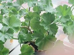 -楚氏正骨推拿按摩院(九水东路店)