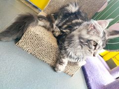 -十年猫舍·猫咪专门店(普陀店)