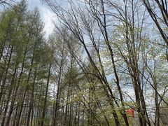 -帽儿山风景区
