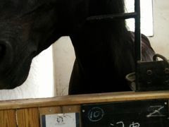 -枫露马术学院(藏书校区)