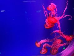 -芜湖新华联大白鲸海洋公园
