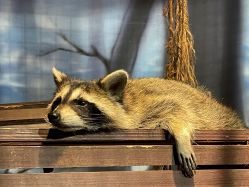 -酷嗒动物文化乐园(cutezoo西溪乐天城店)