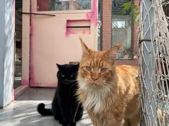 -喵屿·大理花园猫咖