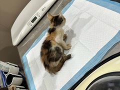 -四月宠物医院·猫专科·心脏专科·内科(转塘店)