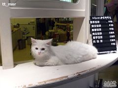 -Babycat私家御饼屋(龙头路一店)