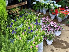 -桂林市花鸟市场