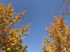 -西北大学(桃园校区)