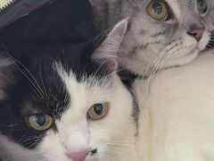 -创凡宠物医院·骨专科  猫科中心(西乡分院)